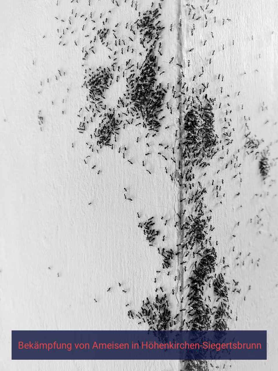 Bekämpfung von Ameisen {Stadt(city_name)