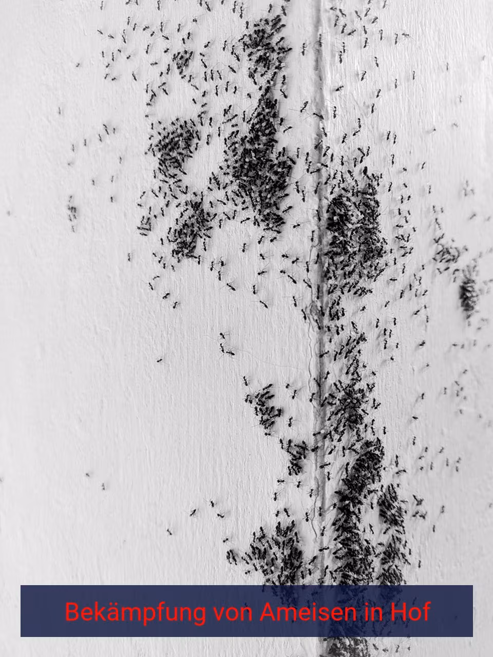 Bekämpfung von Ameisen {Stadt(city_name)