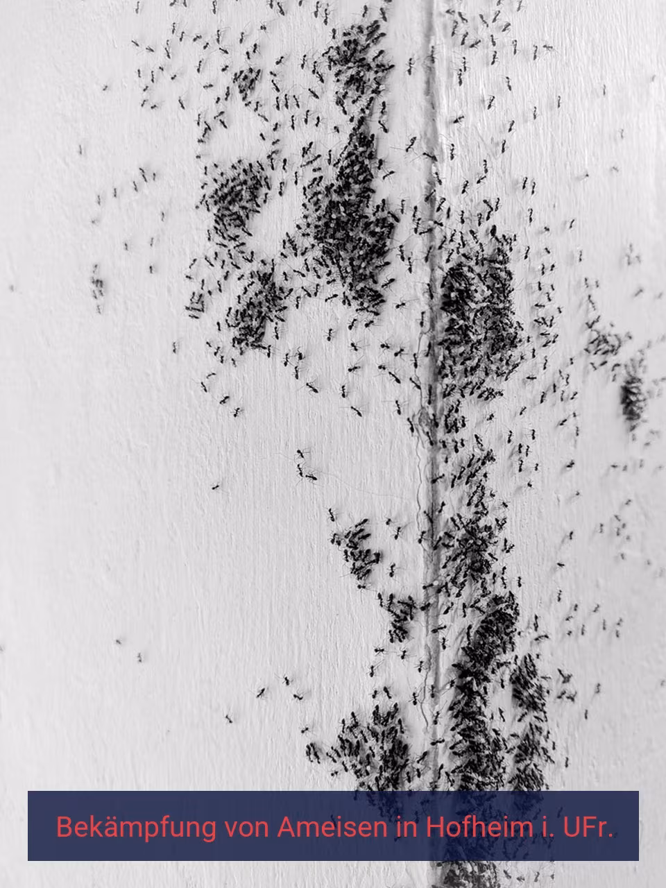 Bekämpfung von Ameisen {Stadt(city_name)