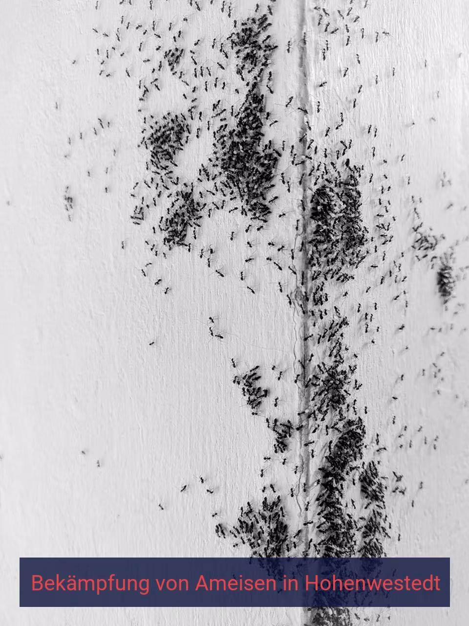 Bekämpfung von Ameisen {Stadt(city_name)