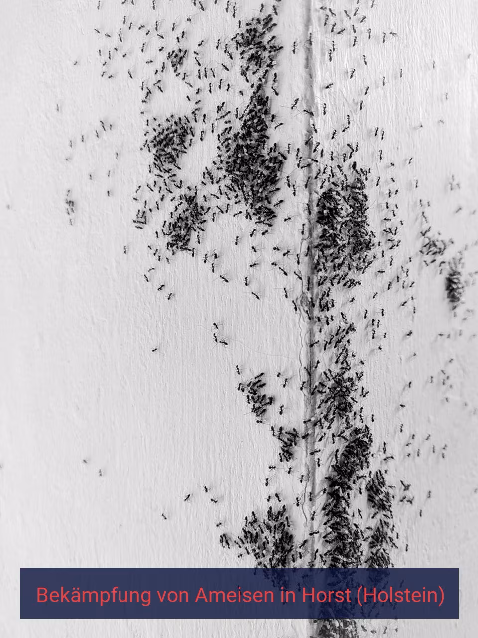Bekämpfung von Ameisen {Stadt(city_name)