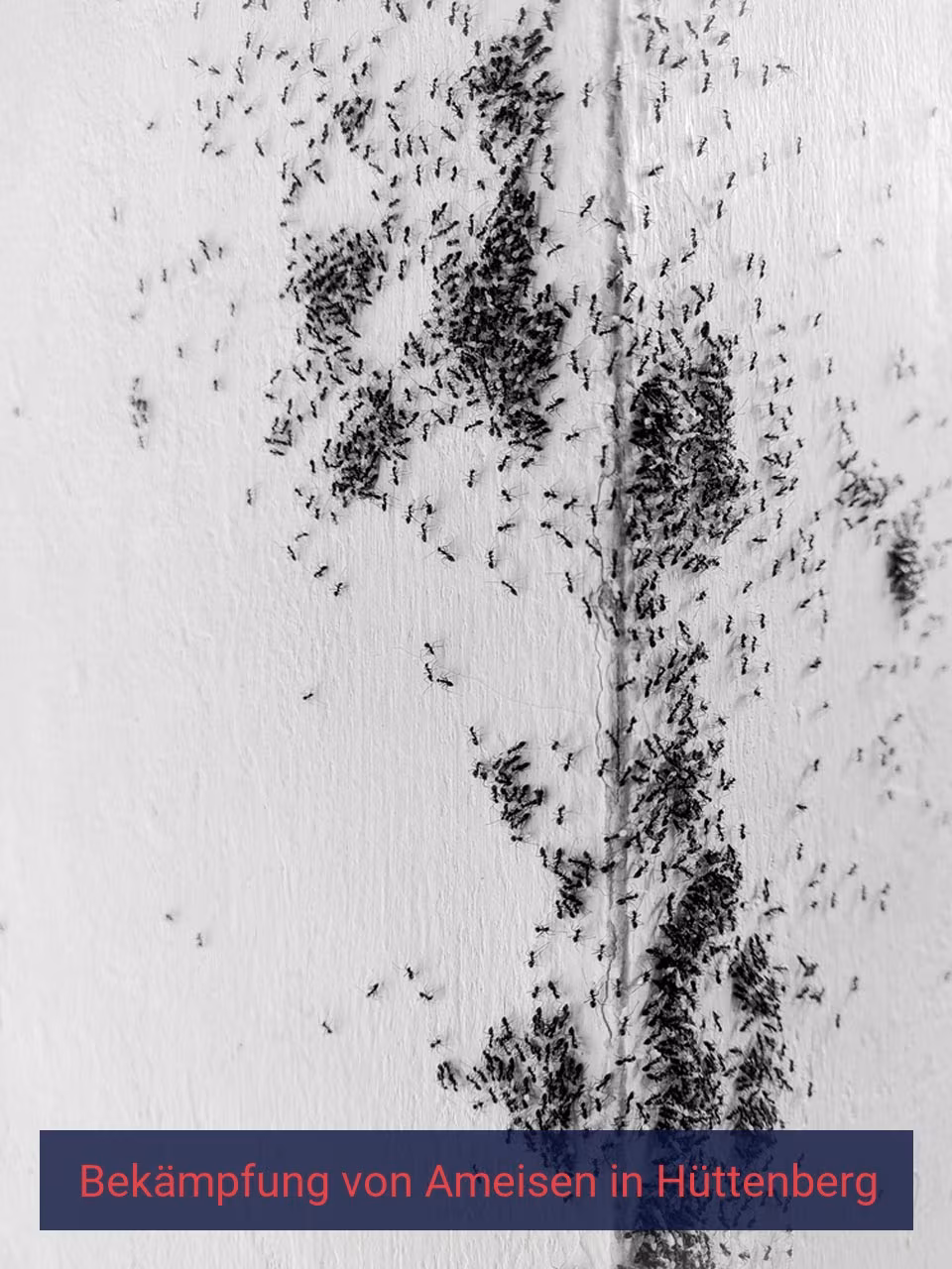 Bekämpfung von Ameisen {Stadt(city_name)