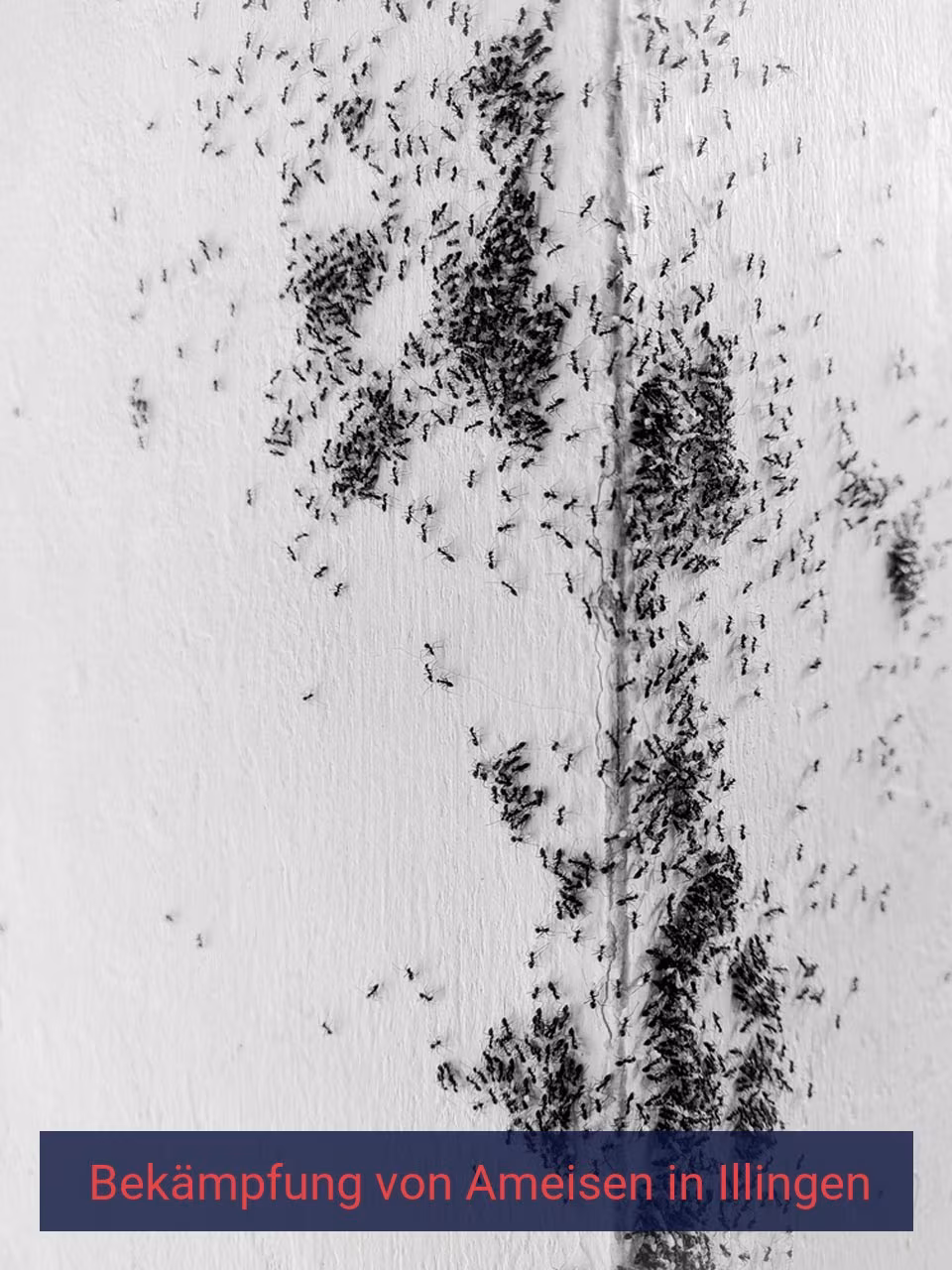 Bekämpfung von Ameisen {Stadt(city_name)