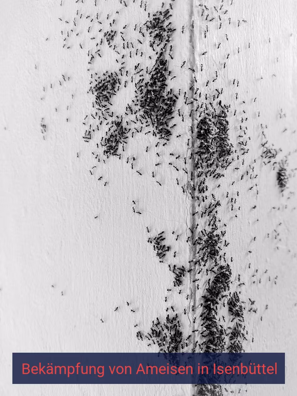 Bekämpfung von Ameisen {Stadt(city_name)