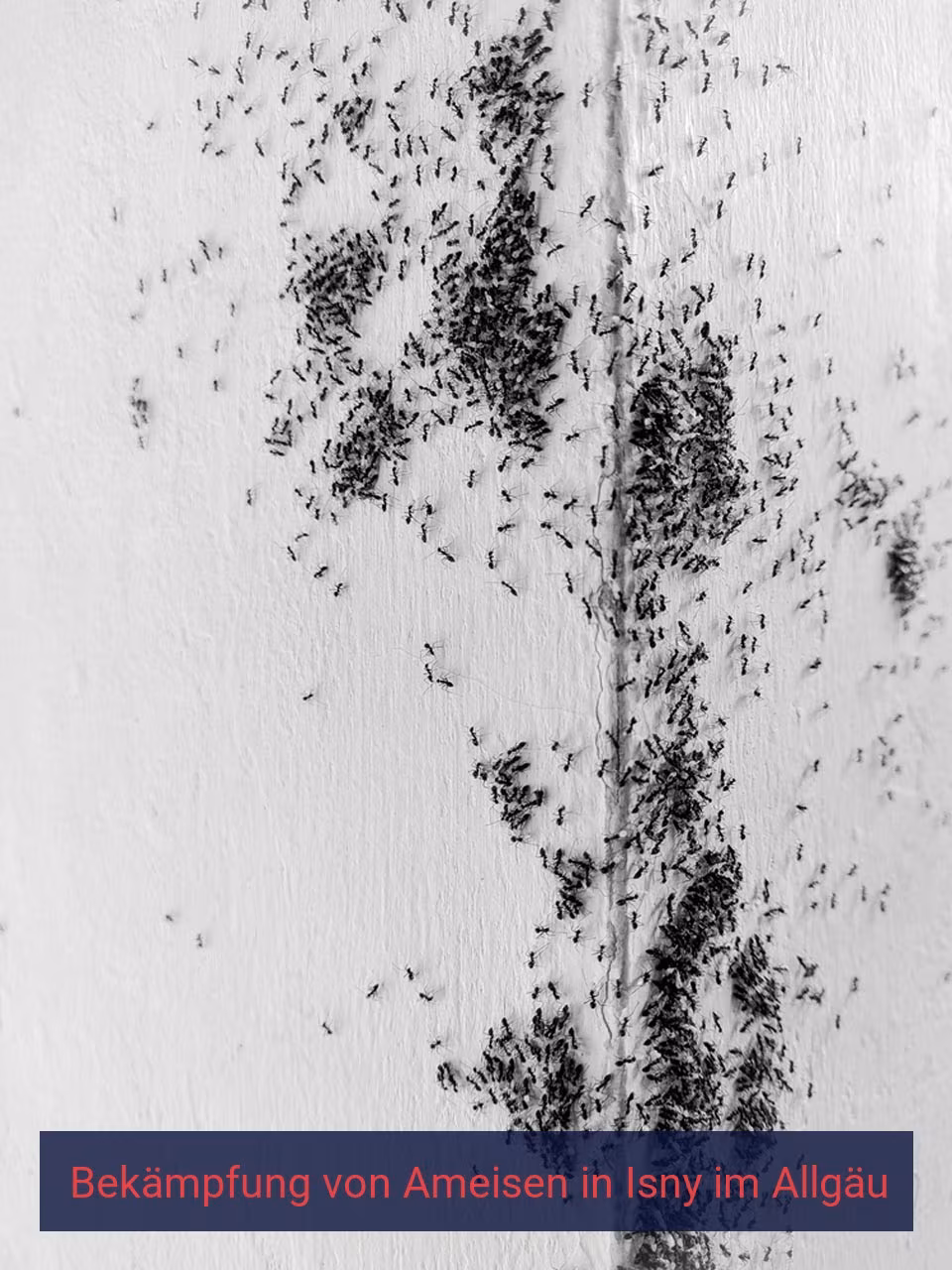 Bekämpfung von Ameisen {Stadt(city_name)