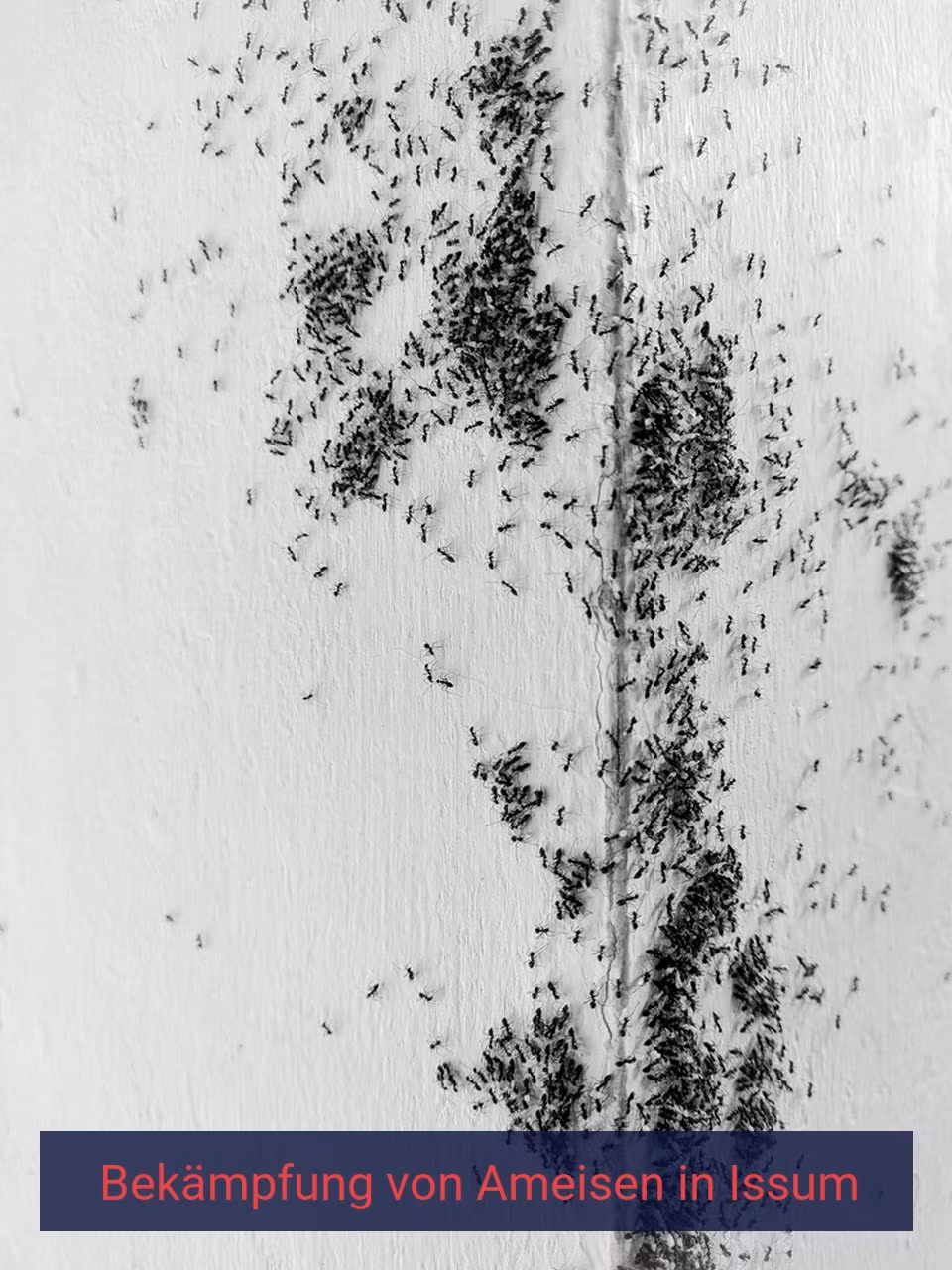 Bekämpfung von Ameisen {Stadt(city_name)