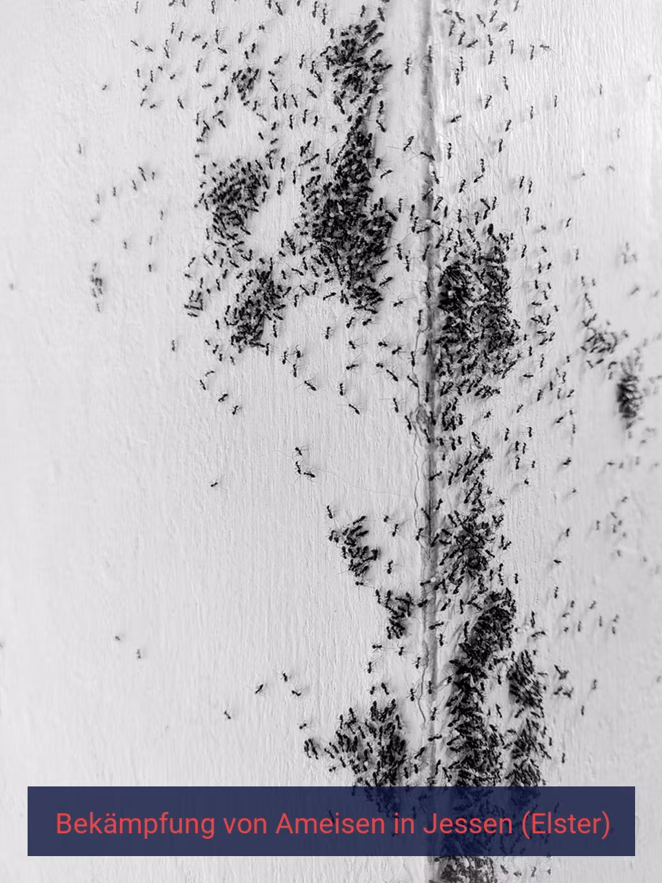 Bekämpfung von Ameisen {Stadt(city_name)