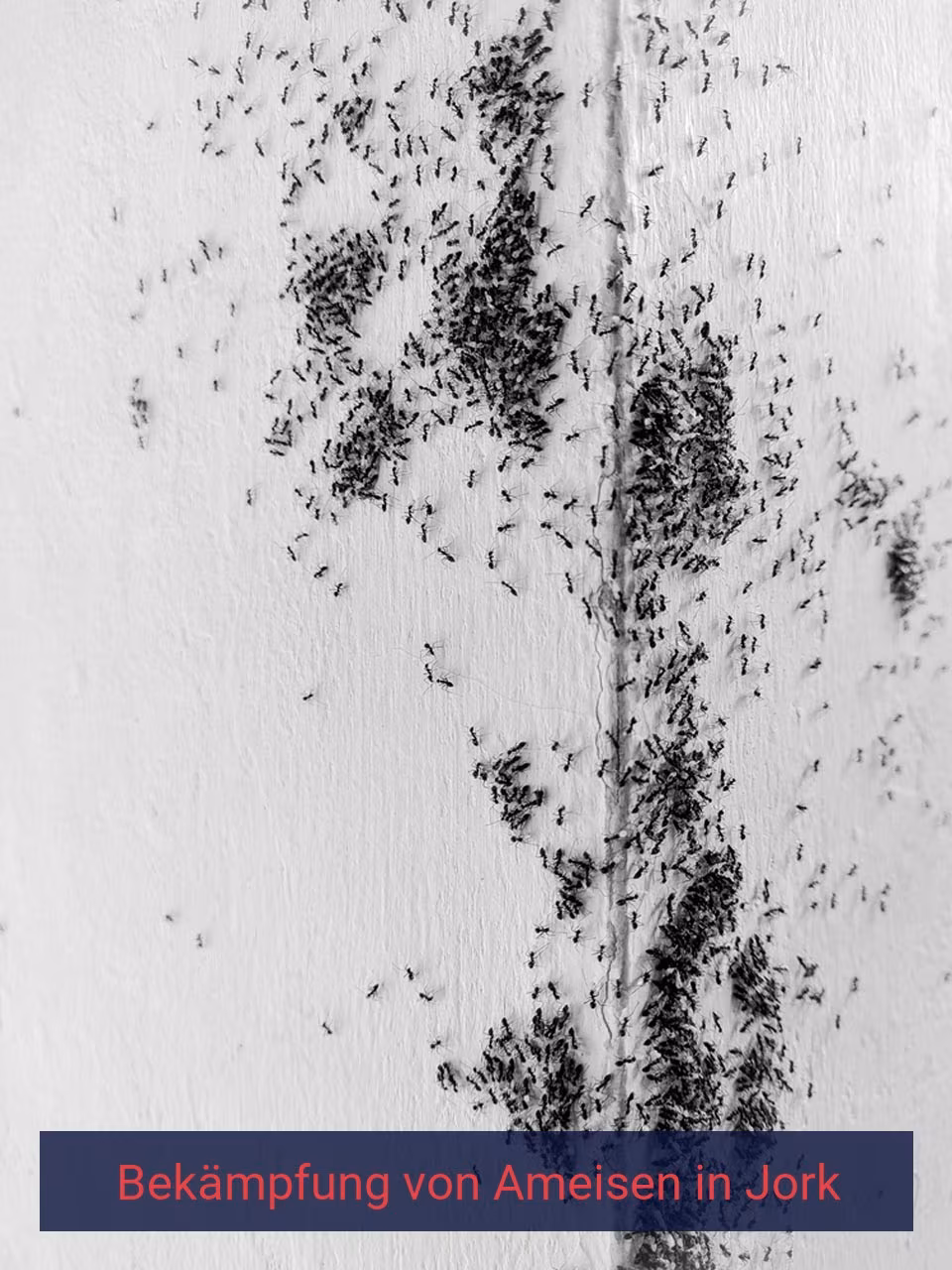 Bekämpfung von Ameisen {Stadt(city_name)