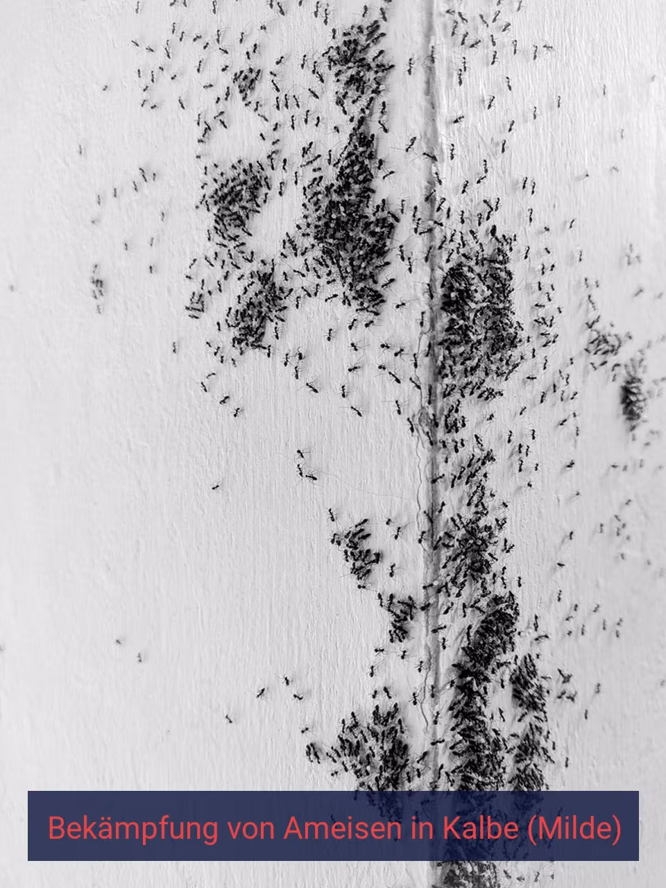 Bekämpfung von Ameisen {Stadt(city_name)