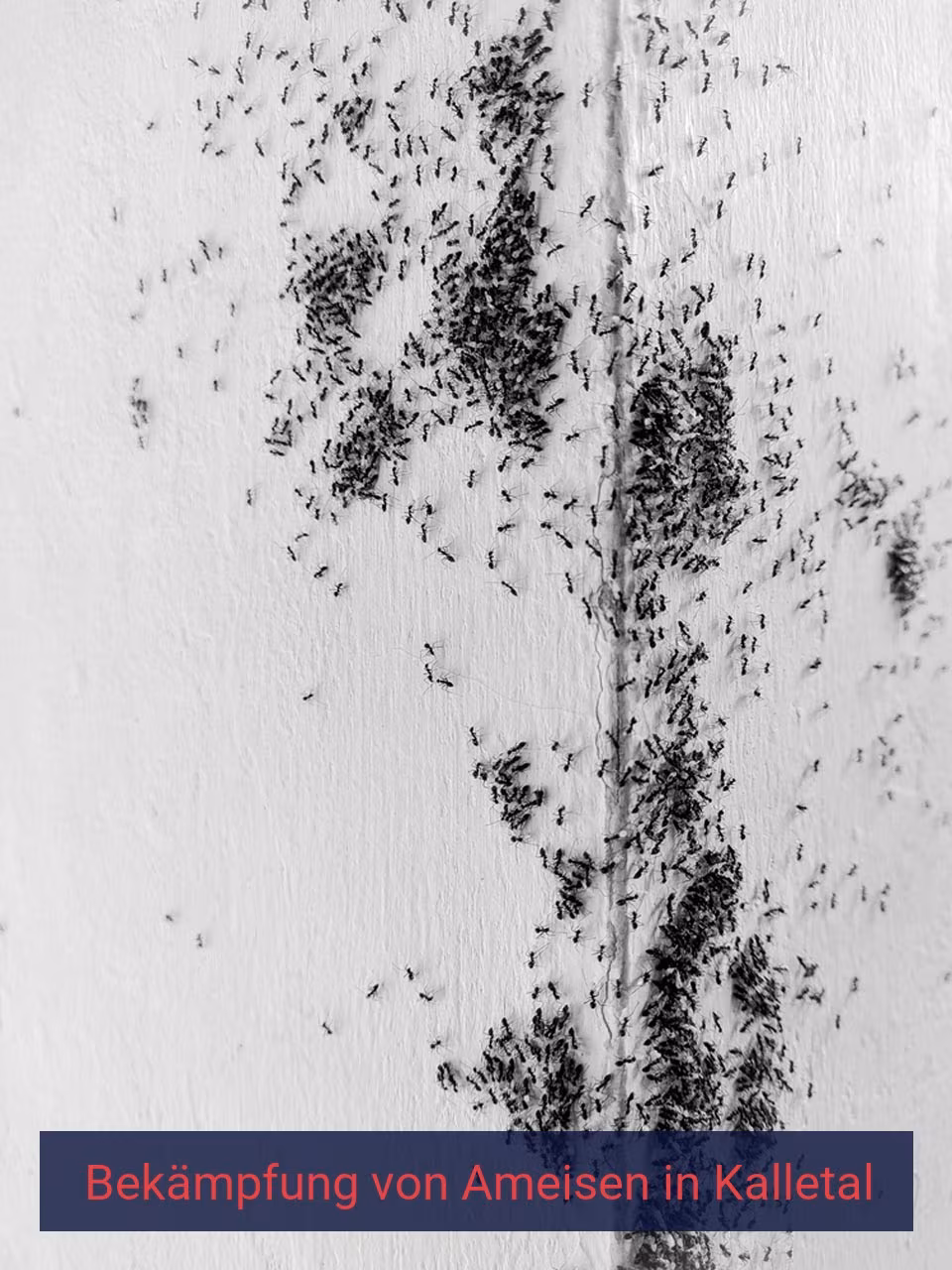 Bekämpfung von Ameisen {Stadt(city_name)