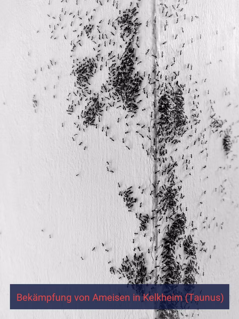 Bekämpfung von Ameisen {Stadt(city_name)