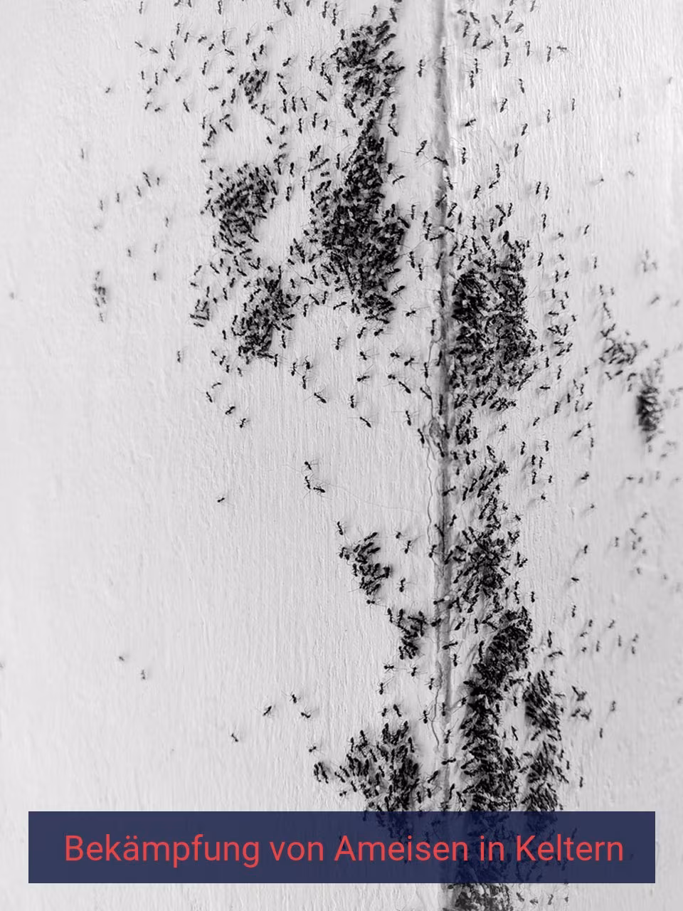 Bekämpfung von Ameisen {Stadt(city_name)