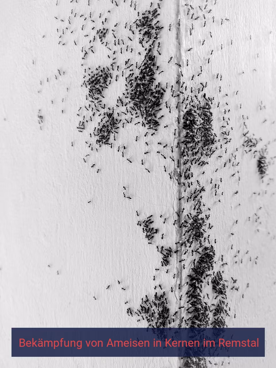 Bekämpfung von Ameisen {Stadt(city_name)