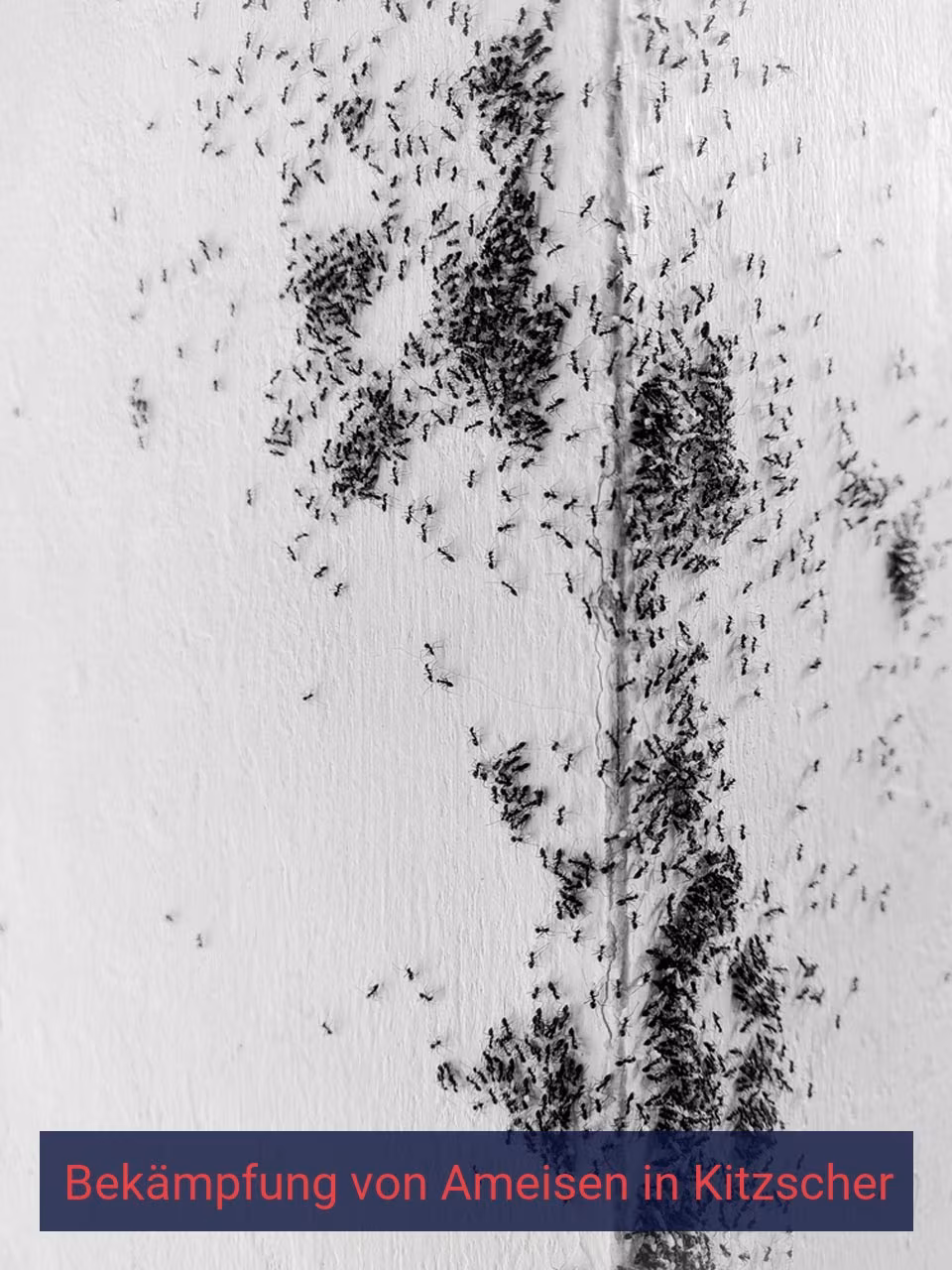 Bekämpfung von Ameisen {Stadt(city_name)