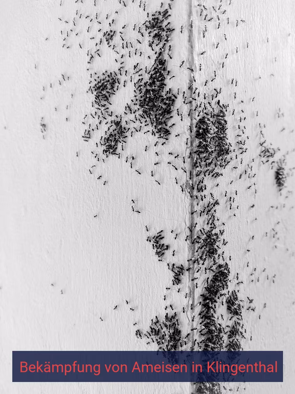 Bekämpfung von Ameisen {Stadt(city_name)
