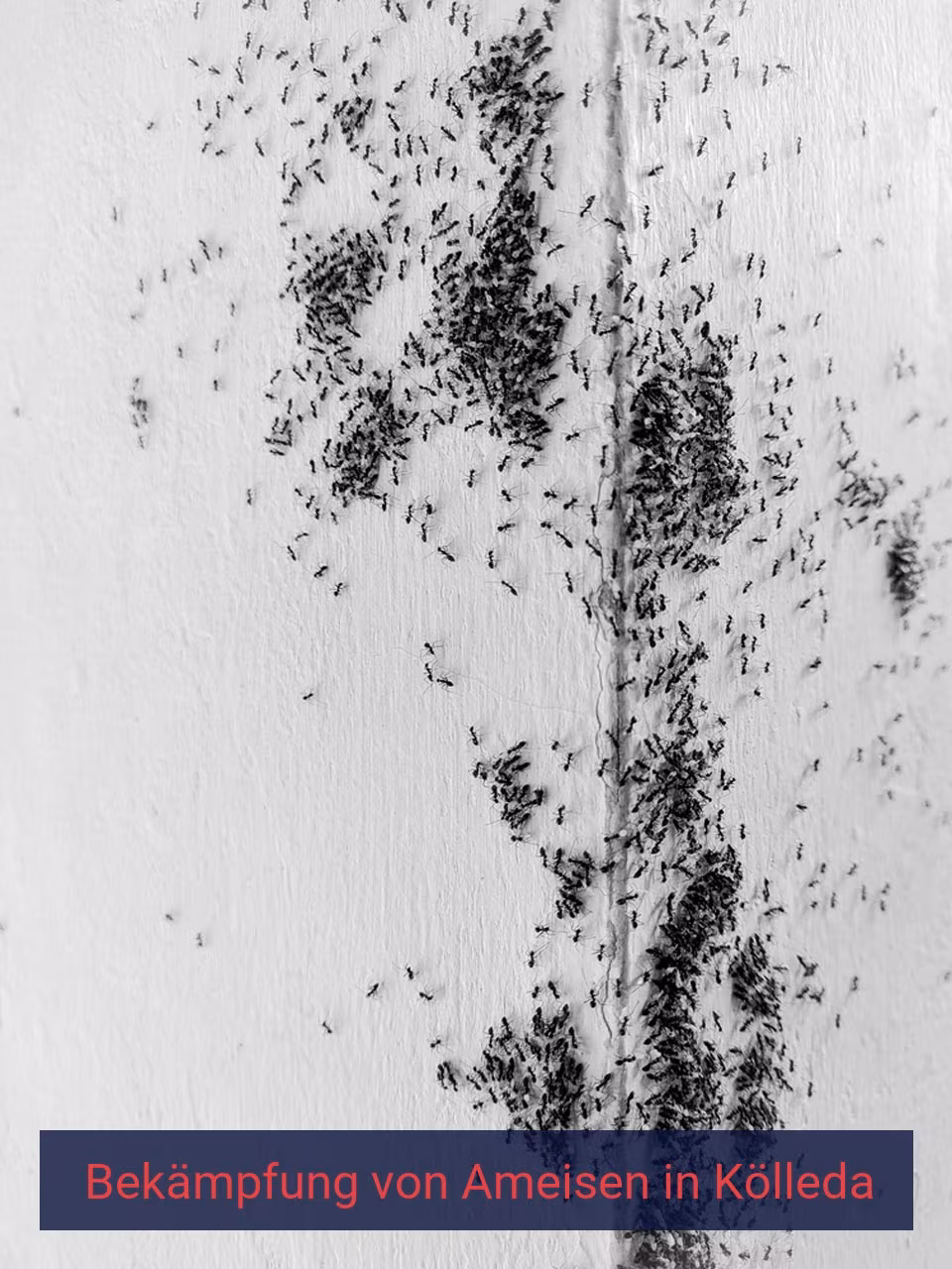 Bekämpfung von Ameisen {Stadt(city_name)