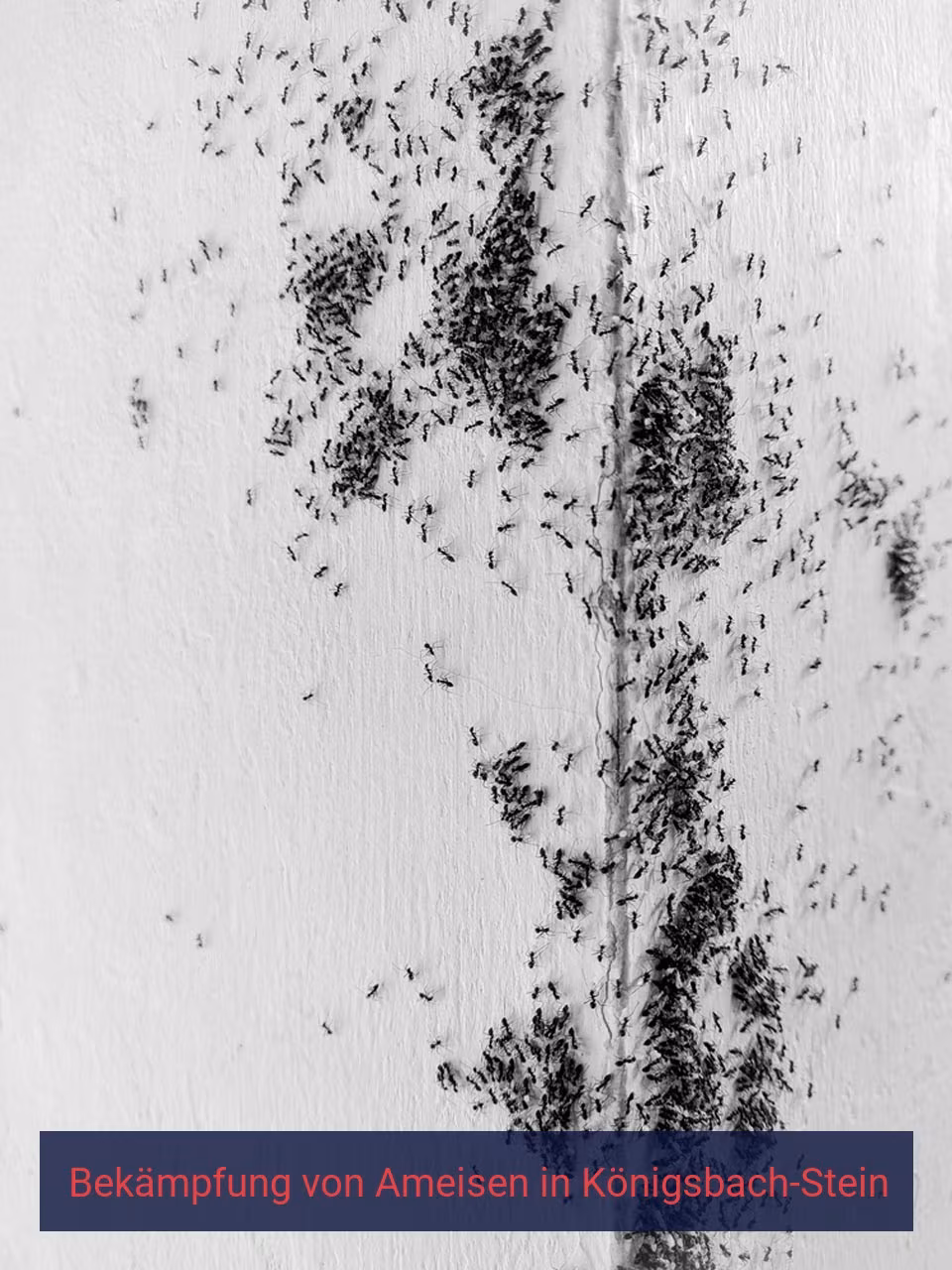 Bekämpfung von Ameisen {Stadt(city_name)