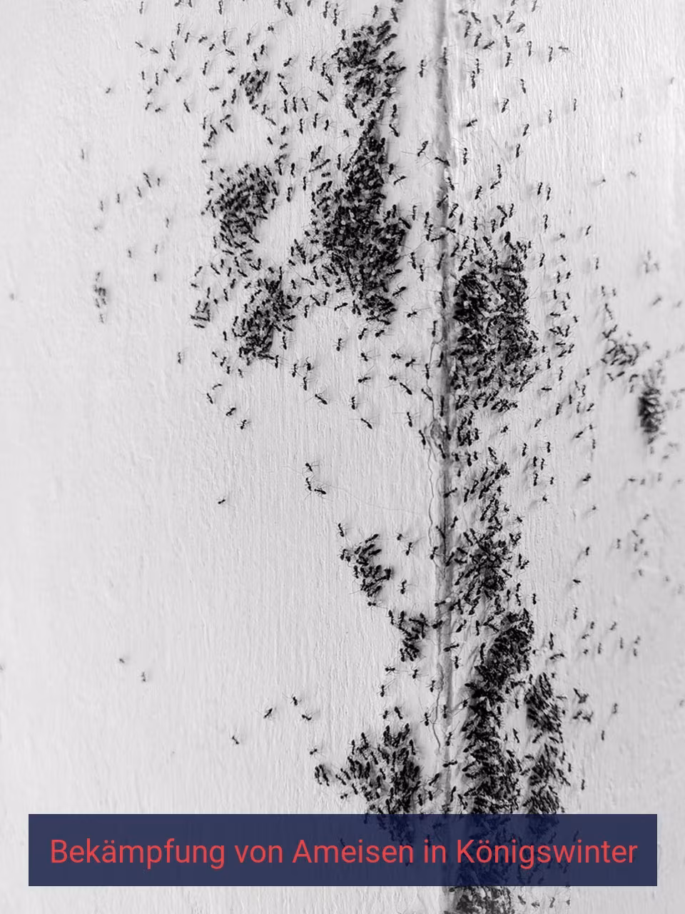 Bekämpfung von Ameisen {Stadt(city_name)