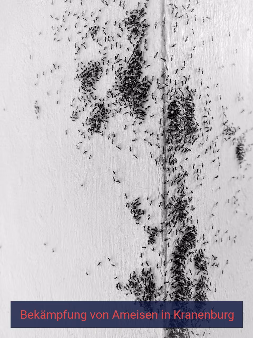 Bekämpfung von Ameisen {Stadt(city_name)