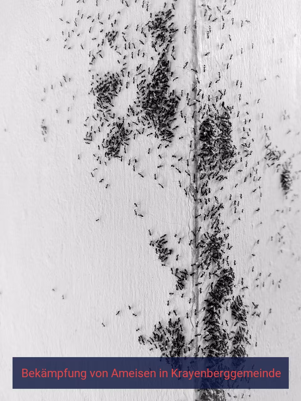 Bekämpfung von Ameisen {Stadt(city_name)