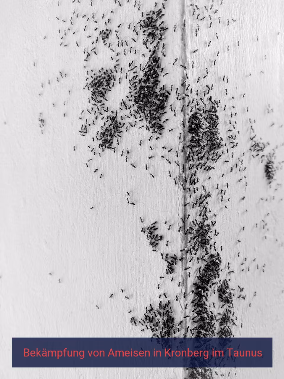 Bekämpfung von Ameisen {Stadt(city_name)