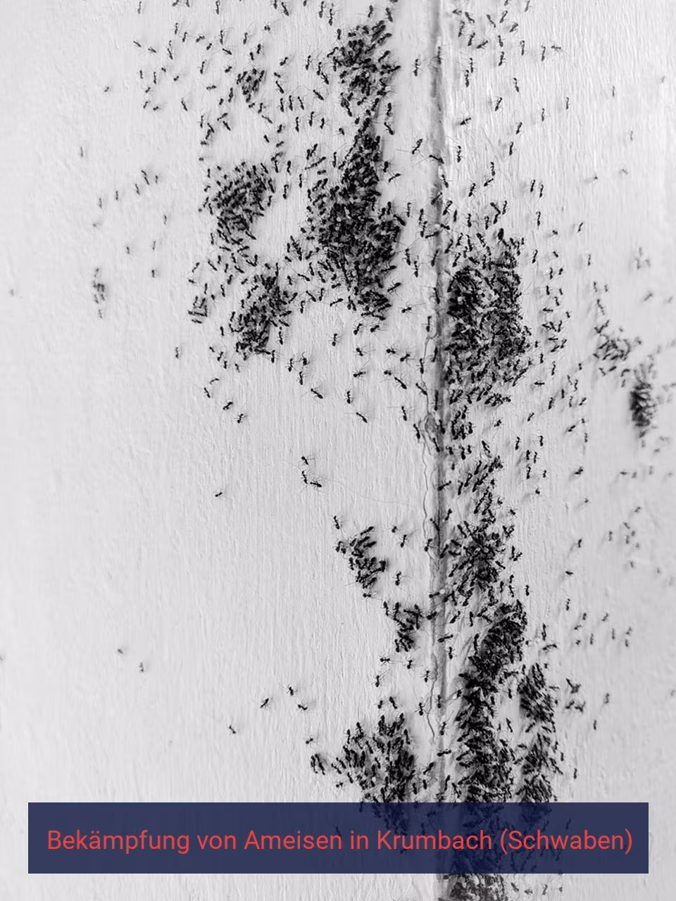 Bekämpfung von Ameisen {Stadt(city_name)