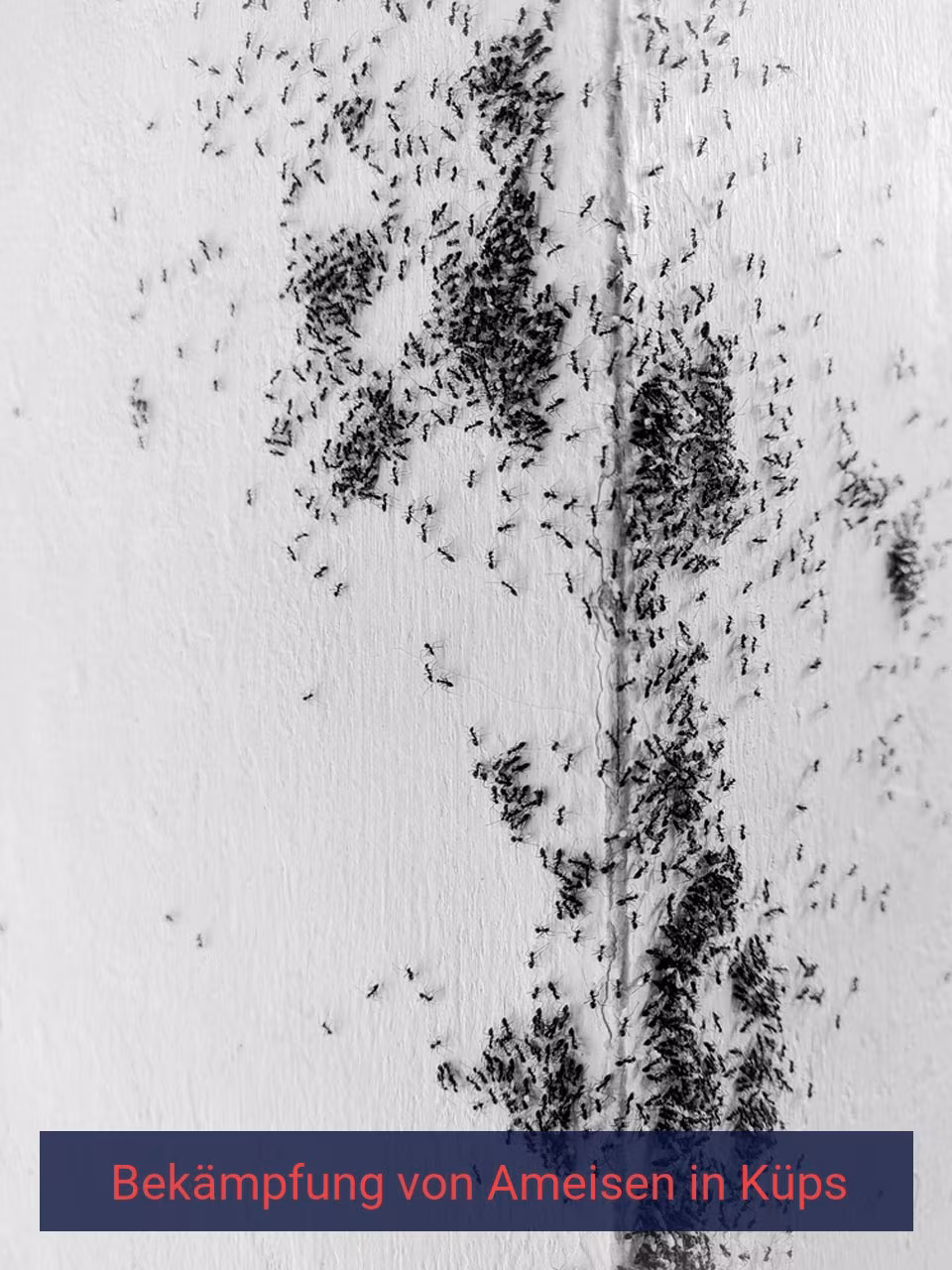 Bekämpfung von Ameisen {Stadt(city_name)