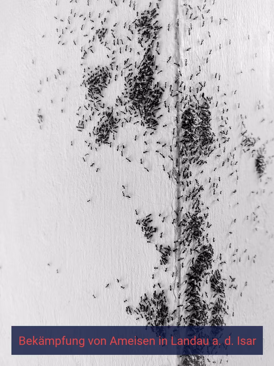 Bekämpfung von Ameisen {Stadt(city_name)