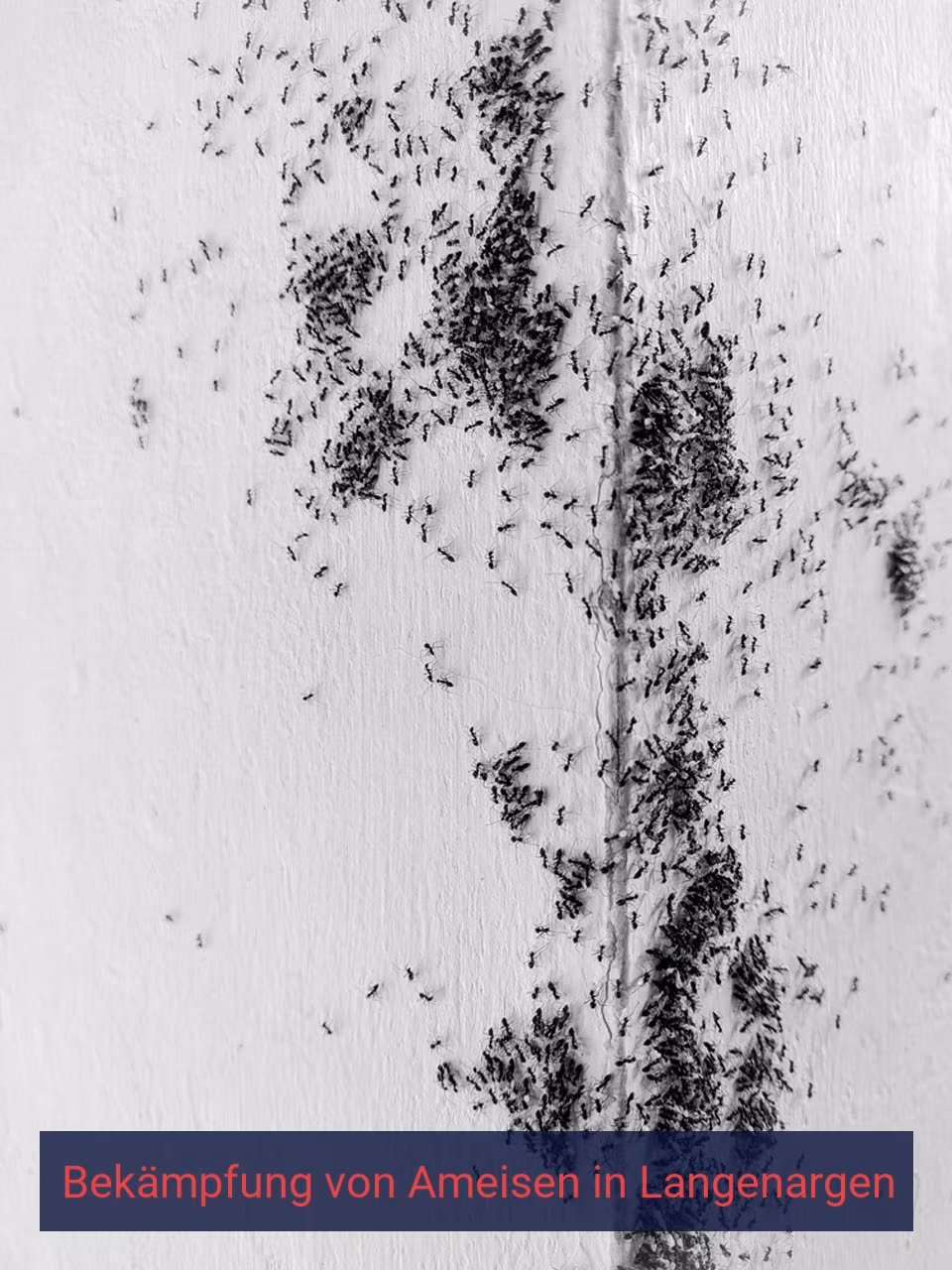 Bekämpfung von Ameisen {Stadt(city_name)