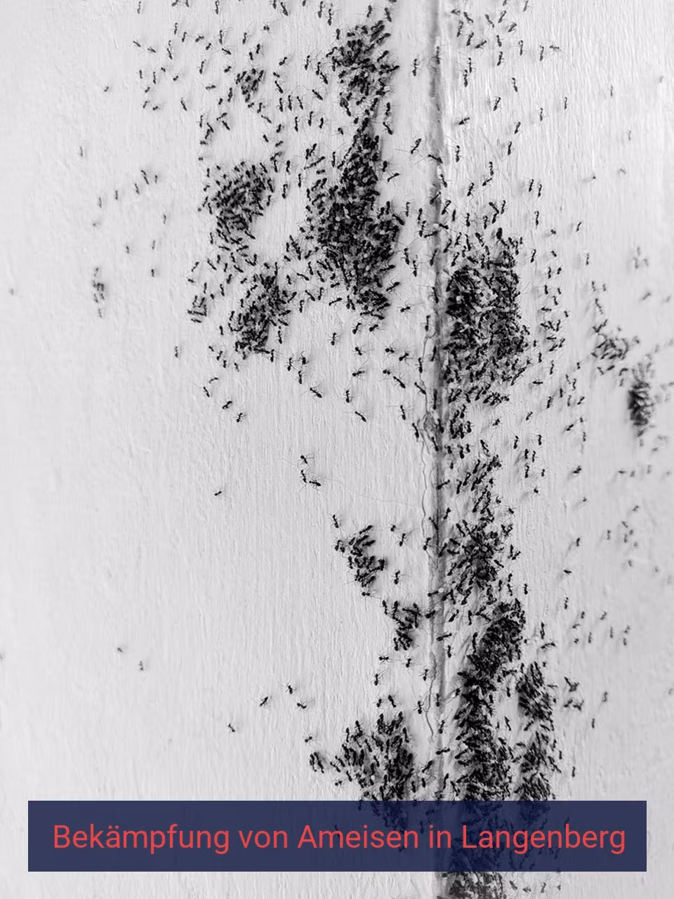 Bekämpfung von Ameisen {Stadt(city_name)