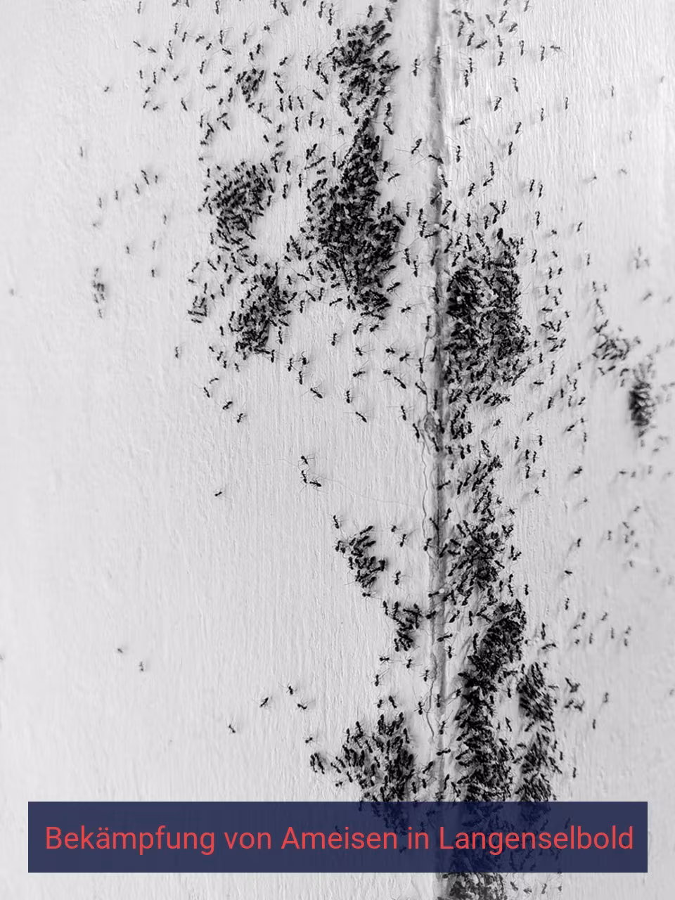 Bekämpfung von Ameisen {Stadt(city_name)