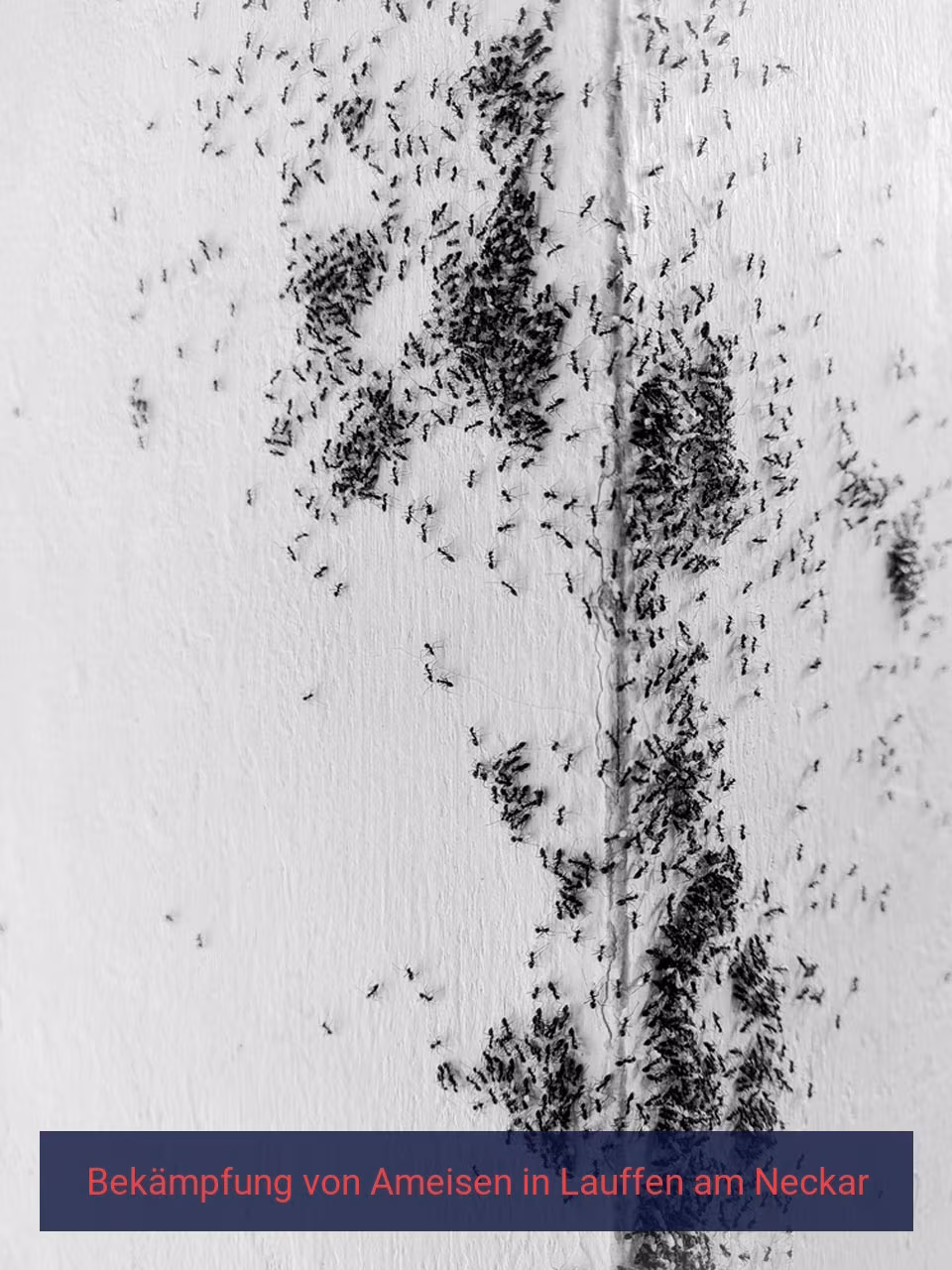 Bekämpfung von Ameisen {Stadt(city_name)