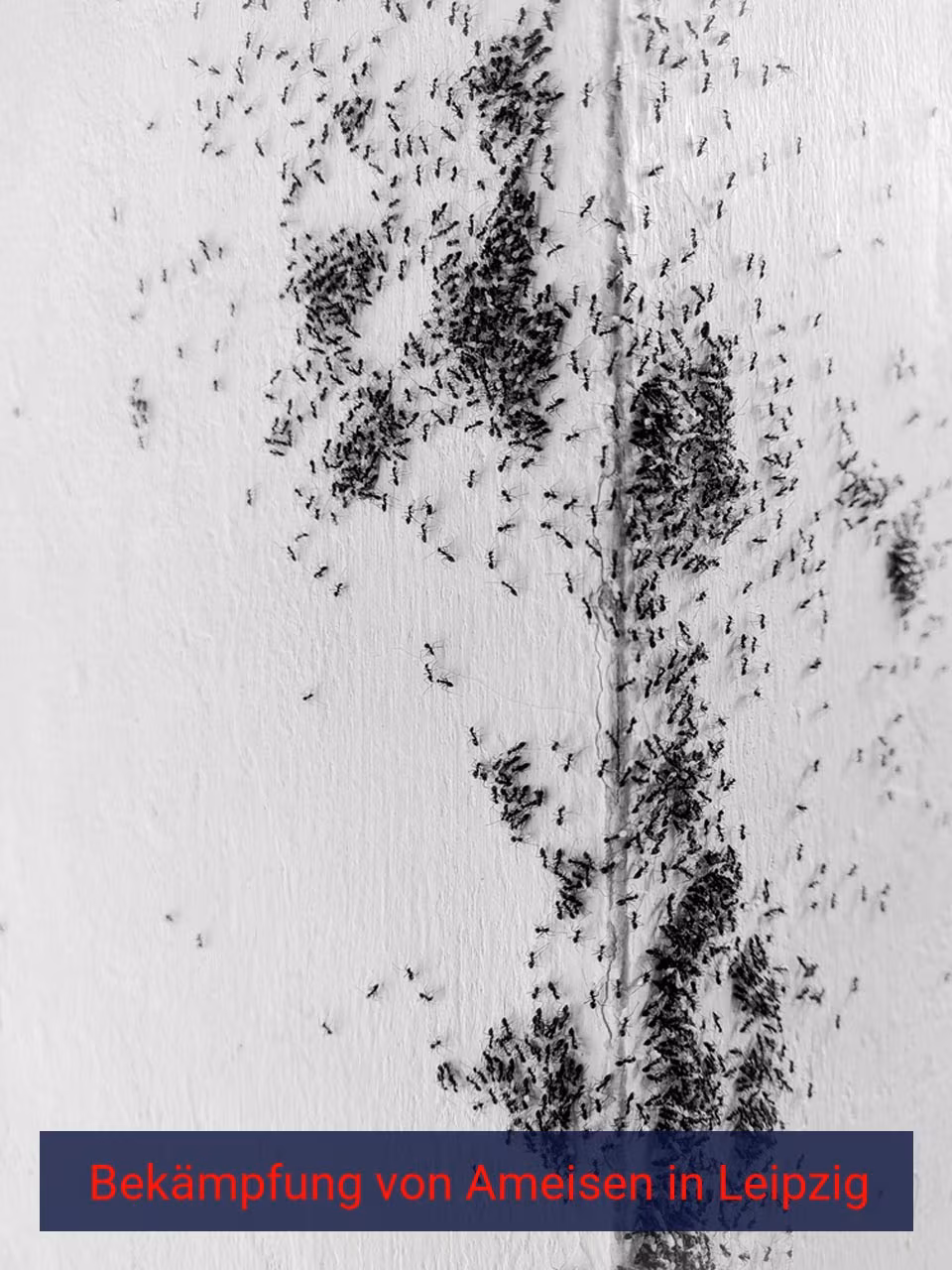 Bekämpfung von Ameisen {Stadt(city_name)