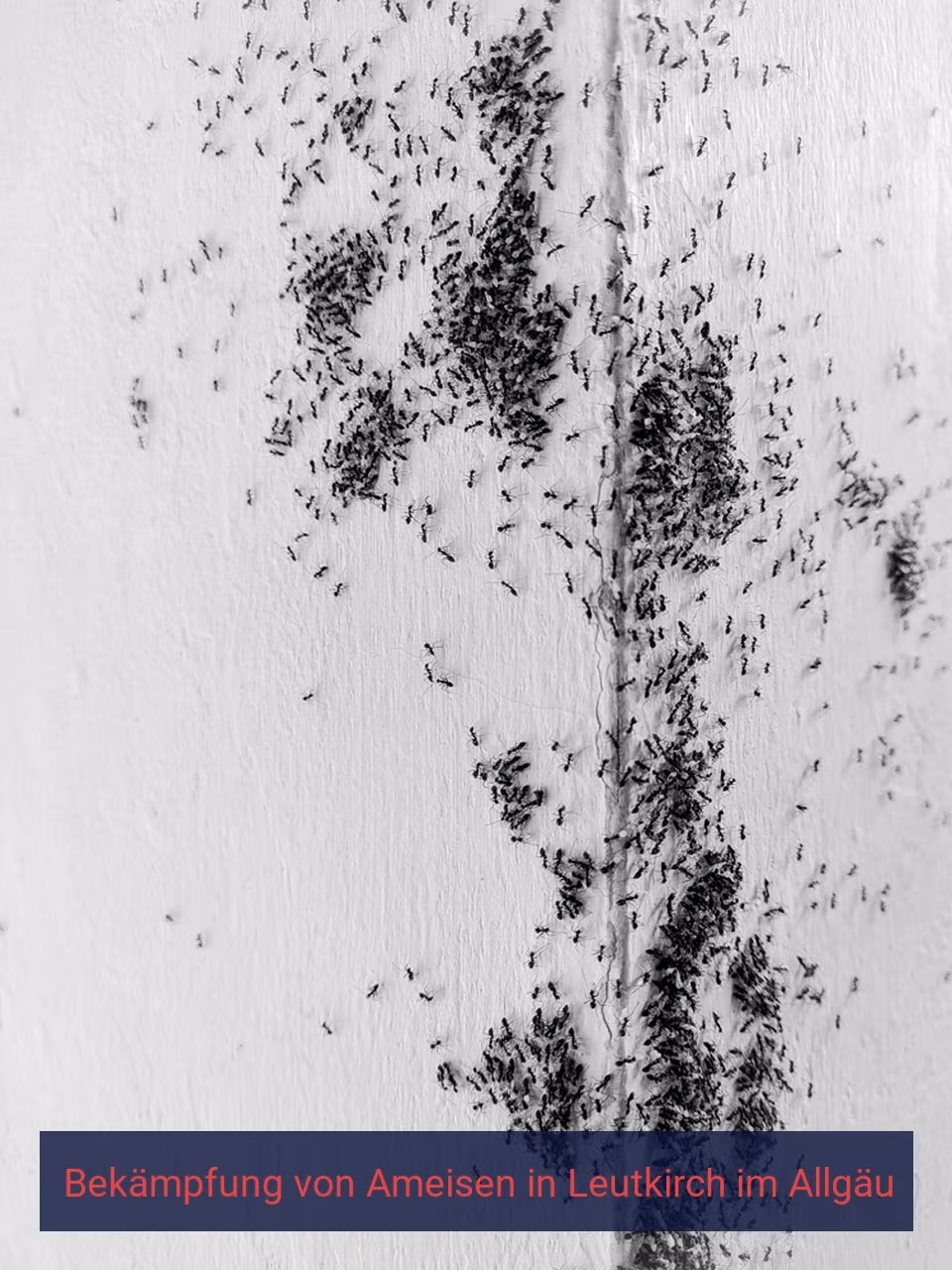 Bekämpfung von Ameisen {Stadt(city_name)