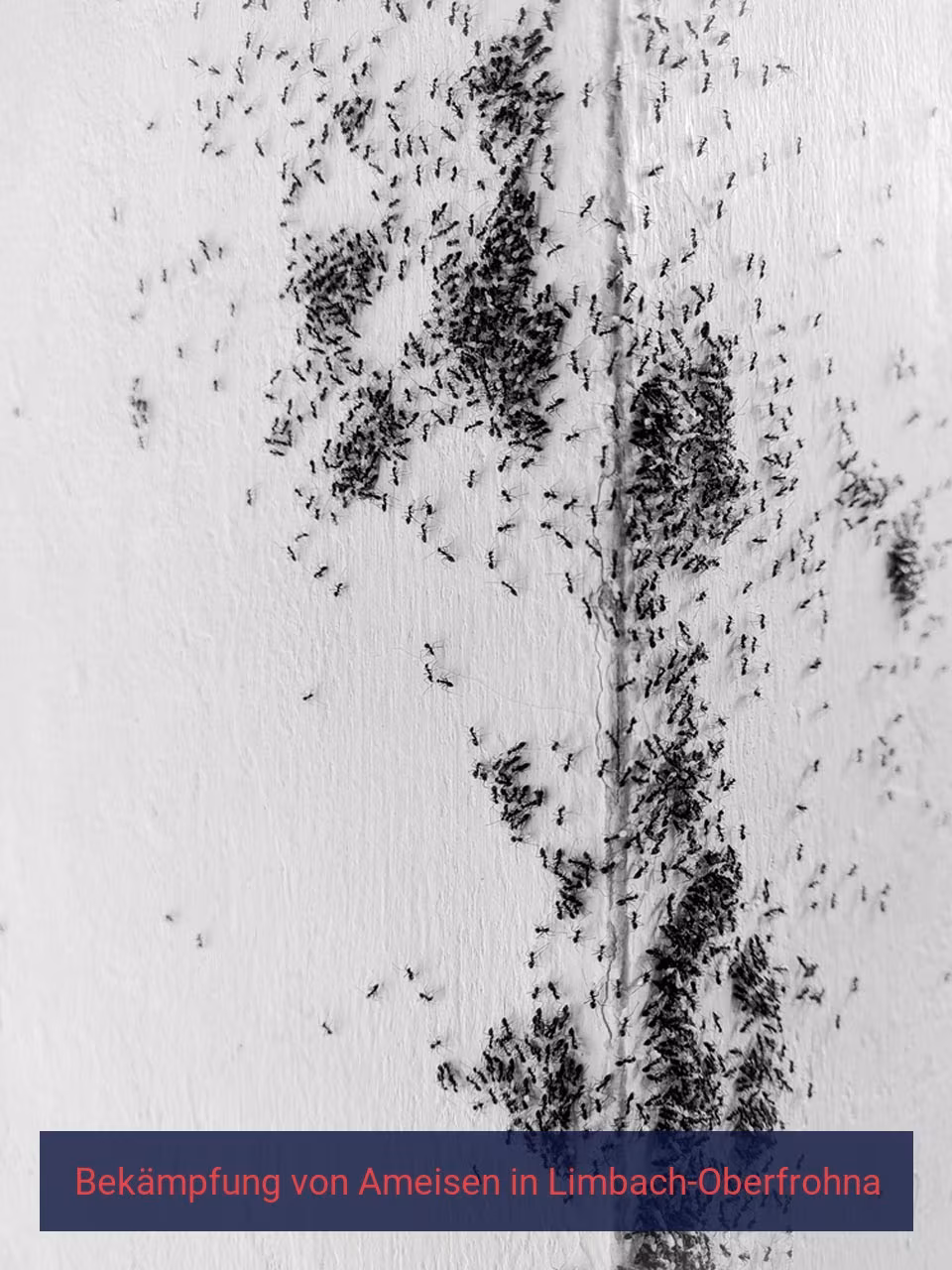 Bekämpfung von Ameisen {Stadt(city_name)