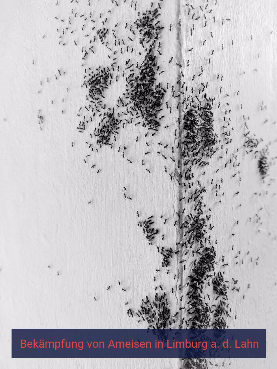 Bekämpfung von Ameisen {Stadt(city_name)