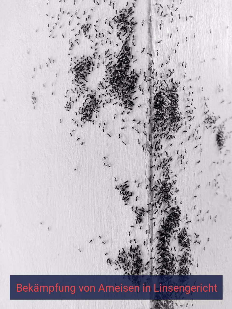 Bekämpfung von Ameisen {Stadt(city_name)