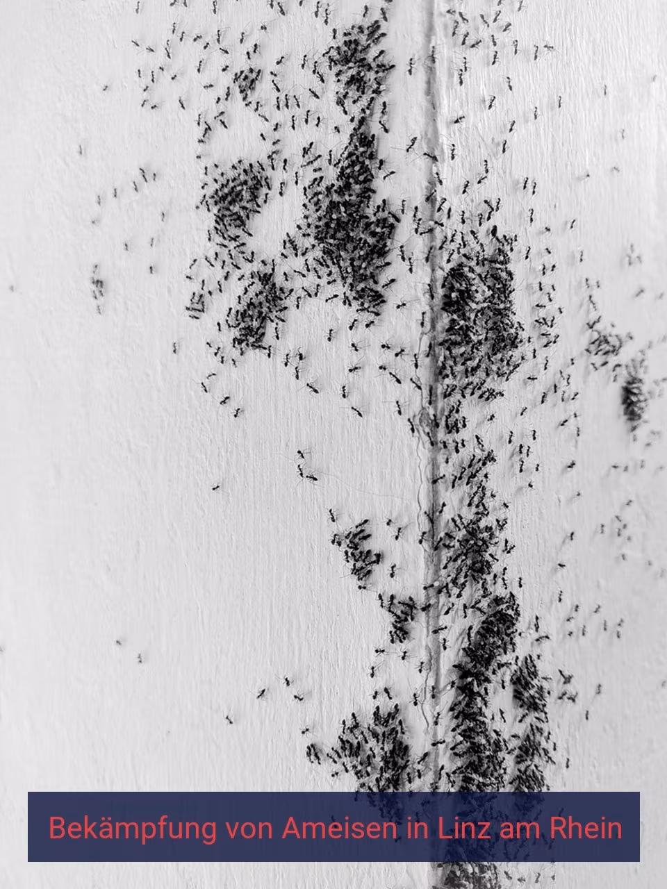 Bekämpfung von Ameisen {Stadt(city_name)