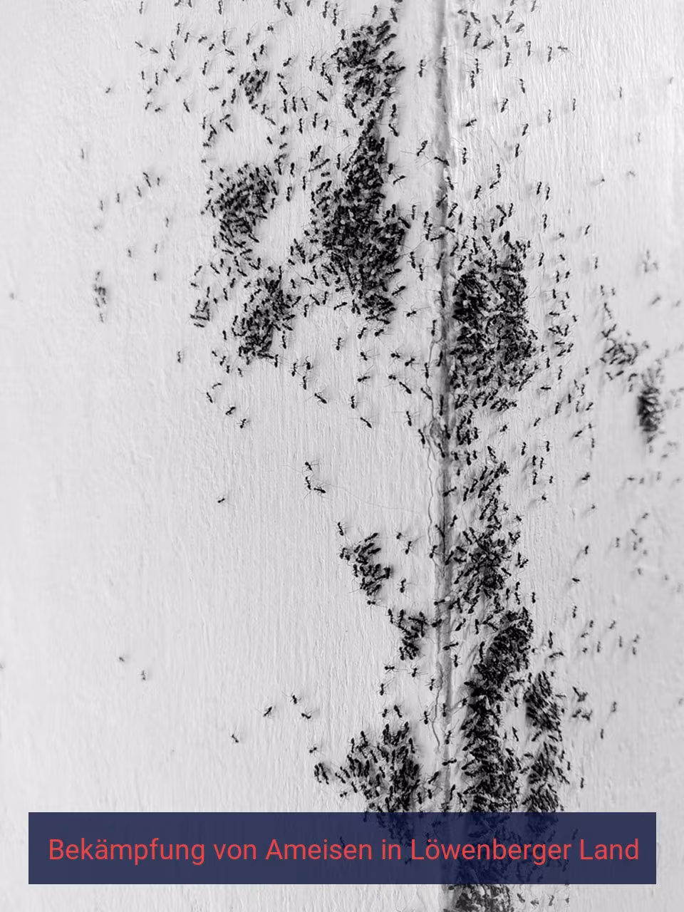 Bekämpfung von Ameisen {Stadt(city_name)