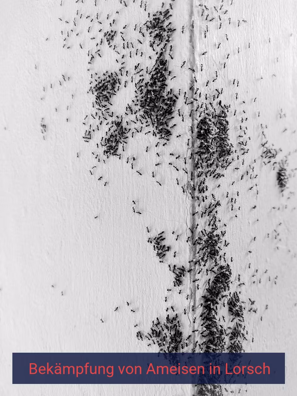 Bekämpfung von Ameisen {Stadt(city_name)