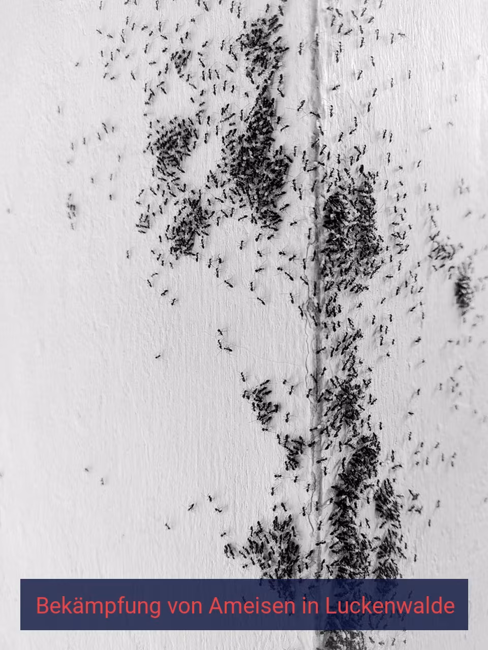 Bekämpfung von Ameisen {Stadt(city_name)