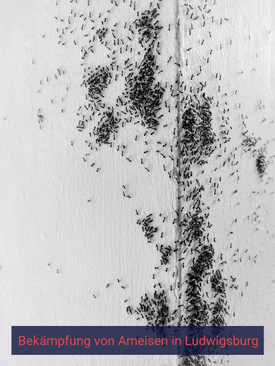 Bekämpfung von Ameisen {Stadt(city_name)