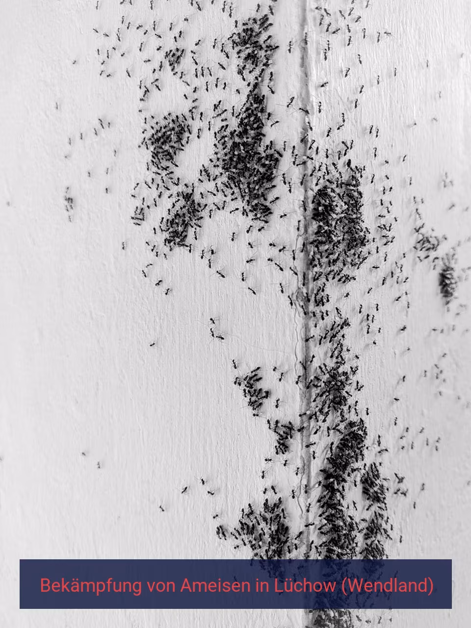 Bekämpfung von Ameisen {Stadt(city_name)