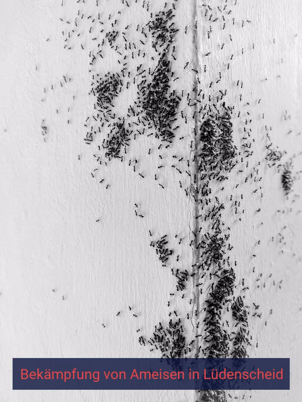 Bekämpfung von Ameisen {Stadt(city_name)