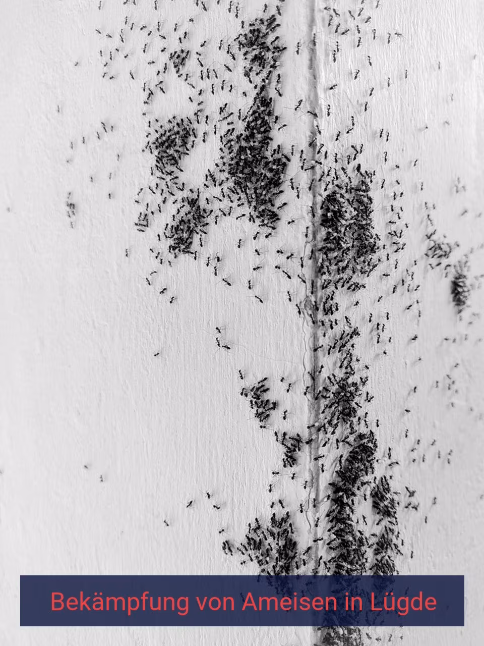 Bekämpfung von Ameisen {Stadt(city_name)