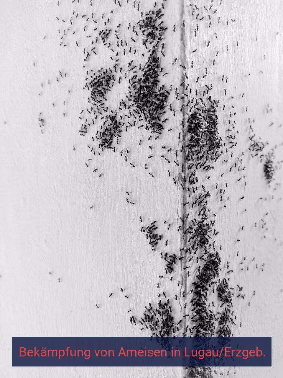 Bekämpfung von Ameisen {Stadt(city_name)