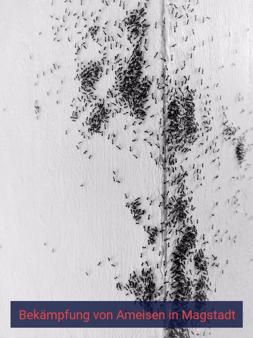 Bekämpfung von Ameisen {Stadt(city_name)