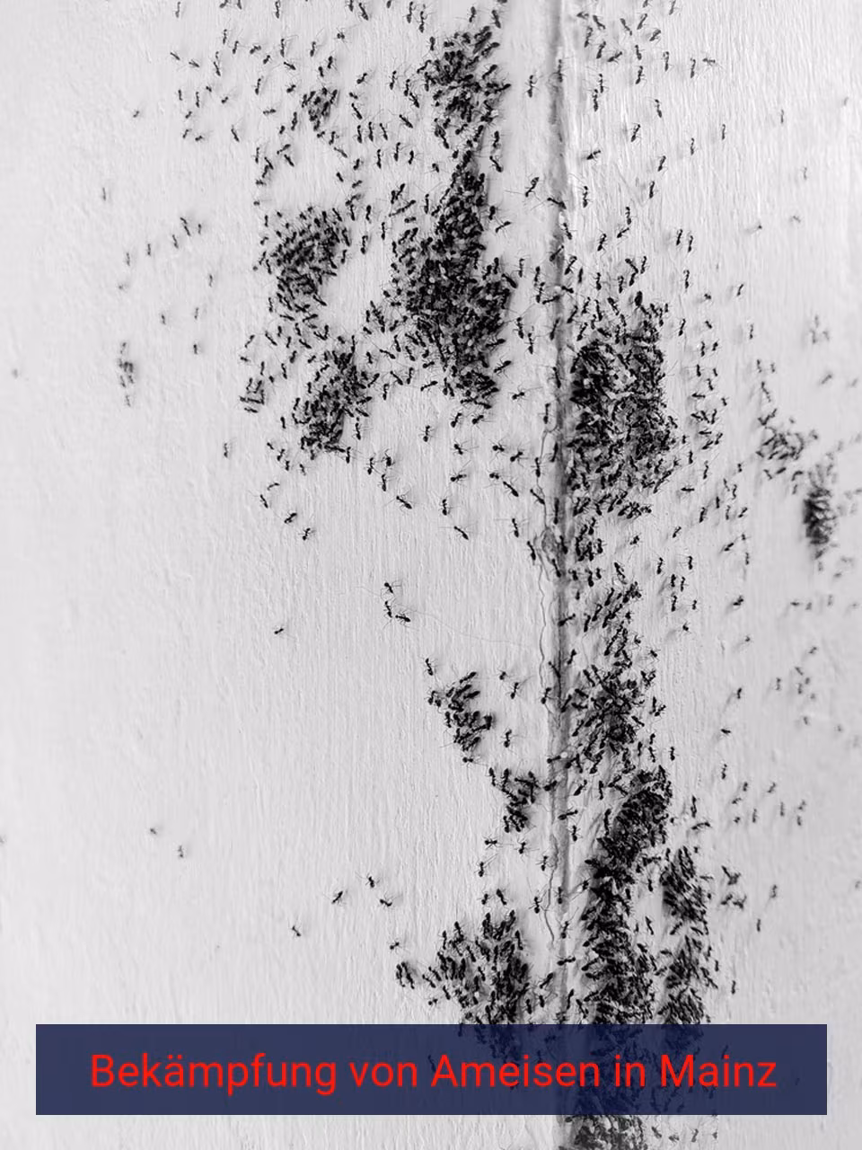 Bekämpfung von Ameisen {Stadt(city_name)