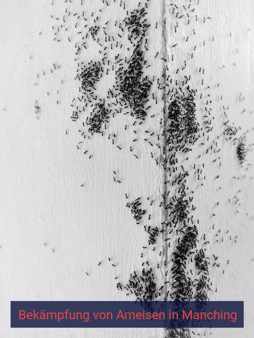 Bekämpfung von Ameisen {Stadt(city_name)