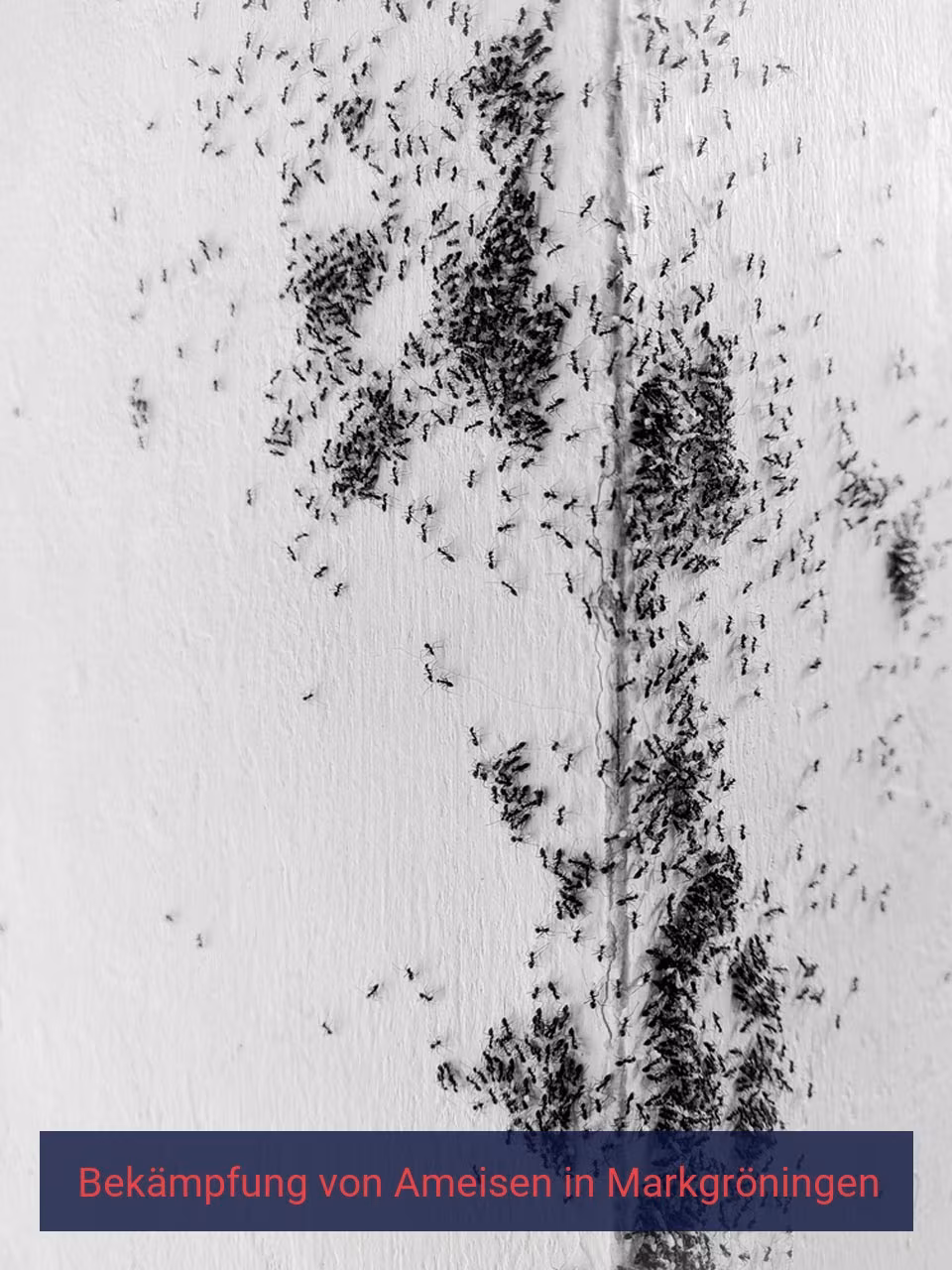 Bekämpfung von Ameisen {Stadt(city_name)